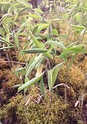 Image result for Uvularia sessilifolia