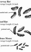 Image result for What Mouse Poop Looks Like