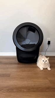 Image result for Cat and Litter Box GIF