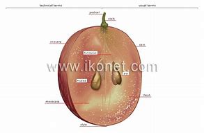 Image result for Parts of an Apple Craft