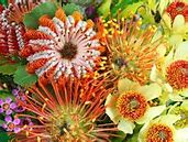 Image result for Australia Nature Strip Flowers