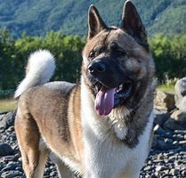 Image result for Akita Wolf Mix Husky Puppy Blue Eyes