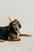 Image result for Dog Birthday Emoji