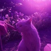 Image result for Yellow Cat Aesthetic