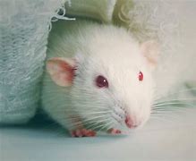 Image result for Albino Fancy Rat