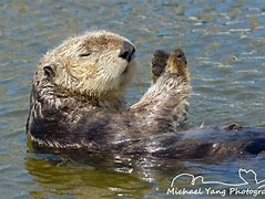 Image result for Otter Poses