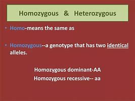 Image result for Homozygous Pic