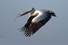 Image result for Pelican Photography