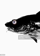 Image result for Realistic Fish Eyes