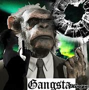Image result for Gangster Monkey Meme