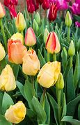 Image result for Spring Tulip Bulbs