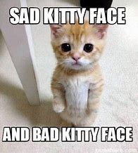 Image result for Bad Kitty Funny