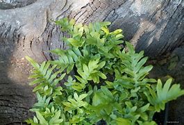 Image result for Polypodium Whitley Giant