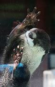 Image result for Dancing Otter