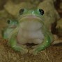 Image result for Garden Frog