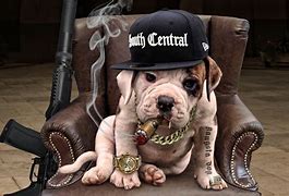 Image result for Gangster Dog