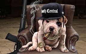 Image result for Gangster Dog