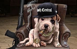 Image result for Funny Gangsta Dog