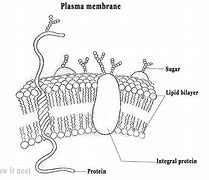 Image result for Plasma Drawing