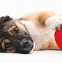 Image result for Dog CPR Chart