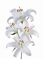 Image result for Lily White Background