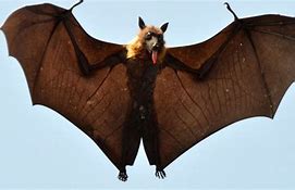 Image result for Flying Bat Outline