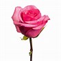 Image result for Hot Pink Roses Collages