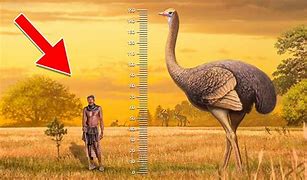 Image result for What Is the Second Biggest Bird in the World