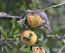 Image result for Apple Plant Diseases