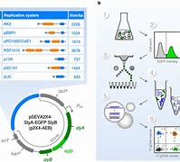 Image result for Typical Designed Plasmid Vector
