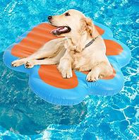Image result for Inflatable Dog Pool