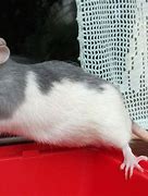 Image result for Blue Rat Breed