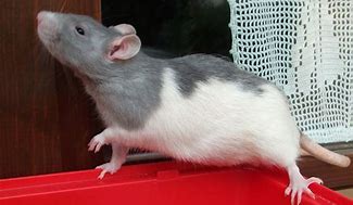 Image result for American Blue Rat