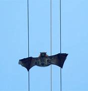 Image result for Bats Science