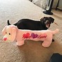 Image result for Dachshund Lab Mix Tall