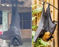 Image result for Flying Fox Bat Next to Human