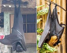 Image result for Humen Bat