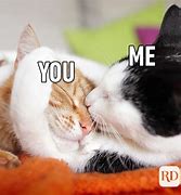 Image result for Cat Hugs Meme