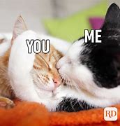 Image result for Relationship Cat Memes