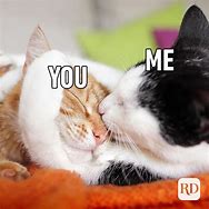 Image result for I Love You Kitten Meme