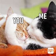 Image result for Cat Love Meme Template
