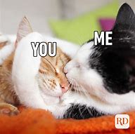 Image result for Love You Funny Cat