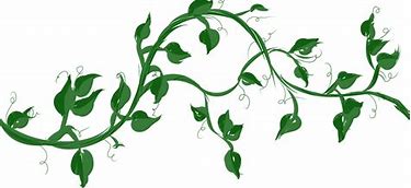 Image result for Vines Growing around Drawing
