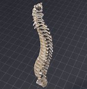 Image result for Spinal Vertebral Column 3D