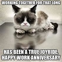 Image result for Corporate Cat Meme Anniversary