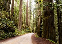 Image result for Redwood National