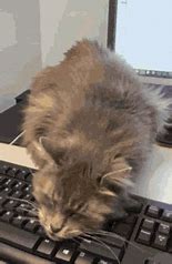 Image result for Bongo Cat Keyboard GIF