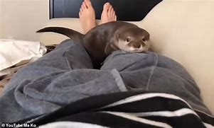 Image result for Otter Sakura Baby