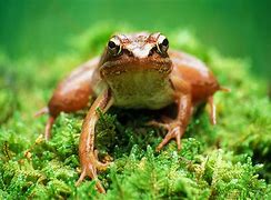 Image result for Wood Frog Michigan
