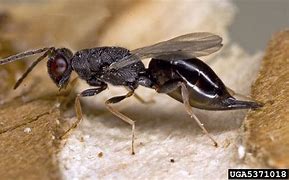 Image result for False Wasp